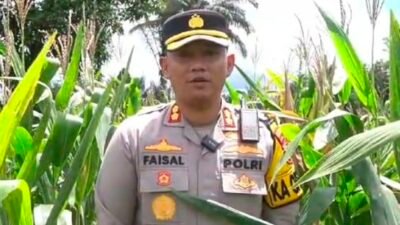 Cek Kebun Jagung, Polres Kepahiang Dukung Ketahanan Pangan Presiden Prabowo 