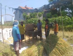 Anggota Koramil Dringu Hadir Mengawal Proses Memanen Padi