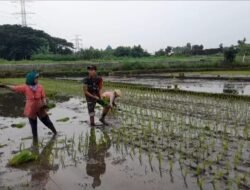 Percepatan Masa Tanam, Babinsa Dampingi Petani Tanam Padi