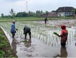Koramil Krucil Melakukan Pendampingan Proses Penanaman Padi