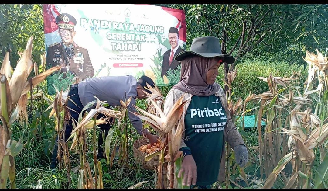 Kapolres Pasuruan saat Panen Raya Jagung Kecamatan Winongan (Foto Istimewa)