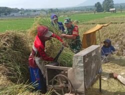 Koramil Maron Bantu Proses Memanen Padi