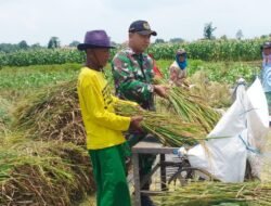 Koramil Wonoasih Dampingi Program Serapan Gabah Petani