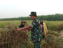 Koramil Leces Lakukan Pendampingan Serap Gabah Petani
