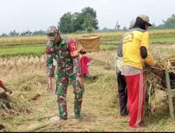 Program Serapan Gabah Petani, Koramil Pajarakan Melakukan Pendampingan