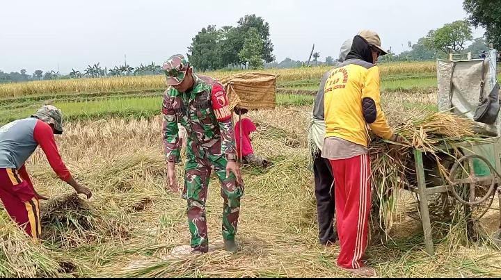 Koramil Pajarakan Melakukan Pendampingan Serapan Gabah Petani