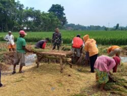 Koramil Wonoasih Melakukan Pendampingan Serapan Gabah Petani
