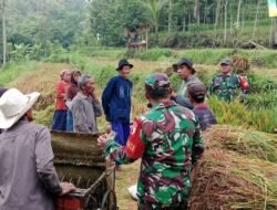 Dukung Gerakan Antisipasi Darurat Pangan Nasional, Koramil Tiris Kawal Proses Memanen Padi