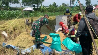 Koramil 0819/11 Beji Dampingi Panen Padi di Pasuruan