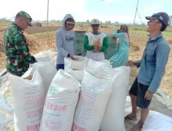 Koramil Sumberasih Dukung Petani Program Serapan Gabah