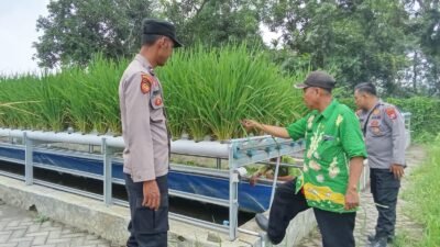 Polsek Wonorejo Genjot Budidaya Padi Hidroponik dan Ikan Lele