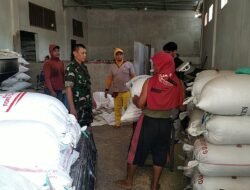 TNI dan Petani Trenggalek Panen Harapan 11 Ton Gabah