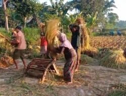Koramil Bantaran Melakukan Pendampingan Serapan Gabah Petani