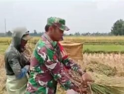 Serap Gabah Petani, Koramil Pajarakan Lakukan Pendampingan