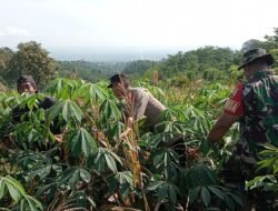Panen Raya Jagung, Bhabinkamtibmas Jadi Motor Ketahanan Pangan di Banjarimbo