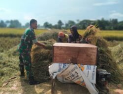Babinsa Dampingi Penyerapan Gabah oleh Bulog di Dusun Clumprit