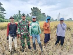 Koramil Sumberasih Kawal Penyerahan Bantuan Bibit Jagung