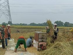 Personel Ramil Kraton Lakukan Pendampingan Serap Gabah Petani