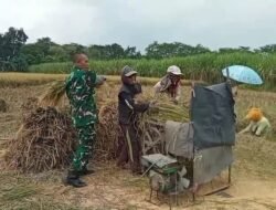 Koramil Gending Dampingi Program Serapan Gabah Petani