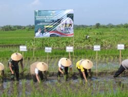 Dandim dan Forkopimda Tanam Padi Serentak Bersama Presiden RI