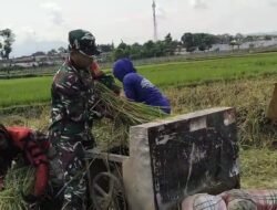 Komsos, Koramil Maron Sukseskan Program Serapan Gabah Petani