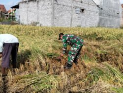 Giat Komsos, Kodim Probolinggo Kawal Serapan Gabah Petani