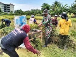 Koramil Kanigaran Melakukan Pendampingan Serapan Gabah