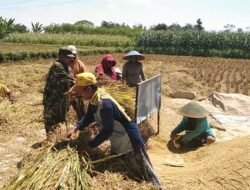 Koramil Bantaran Dukung Program Serapan Gabah Petani