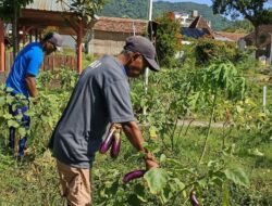 Dukung Ketahanan Pangan, Lapas Kediri Sukses Panen 18 Kuintal Terong