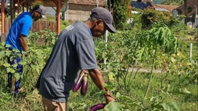 Dukung Ketahanan Pangan, Lapas Kediri Sukses Panen 18 Kuintal Terong