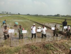 Tanam Padi Serentak, Tiga Pilar di Sidoarjo Kompak Wujudkan Ketahanan Pangan Nasional