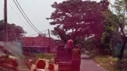 Pohon di Jalan Kabupaten Pasuruan Ditebang Tanpa Izin, Diduga Diperjualbelikan Kepala Yayasan Ponpes 