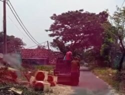 Pohon di Jalan Kabupaten Pasuruan Ditebang Tanpa Izin, Diduga Diperjualbelikan Kepala Yayasan Ponpes 