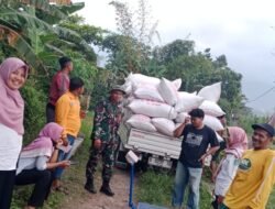 Babinsa Karangrejo Dampingi Panen dan Penyerapan Gabah Petani