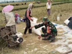 Koramil Banyuanyar Lakukan Pendampingan Serapan Gabah Nasional