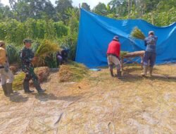 Koramil Krucil Melakukan Pendampingan ke Petani Binaan