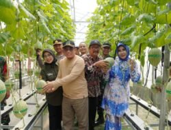 Wabup Sidoarjo Apresiasi Melon Hidroponik Desa Gempol Klutuk