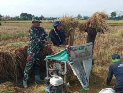 Babinsa Kodim Probolinggo Turun Langsung Panen Padi di Gending