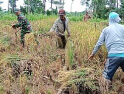 Babinsa Kodim 0820/Probolinggo Dampingi Petani Panen Padi.
