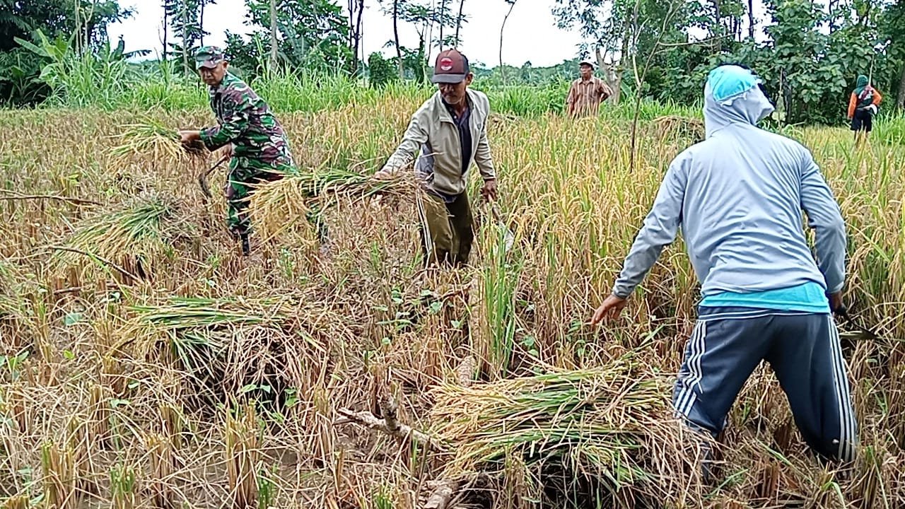 Babinsa Kodim 0820/Probolinggo Dampingi Petani Panen Padi.