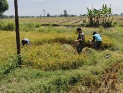 Babinsa Kodim Probolinggo Dampingi Panen Padi di Desa Klampok