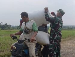 Kodim Probolinggo Dampingi Petani Panen Padi di Banyuanyar.