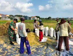 Anggota Kodim 0820/Probolinggo Dampingi Panen Padi