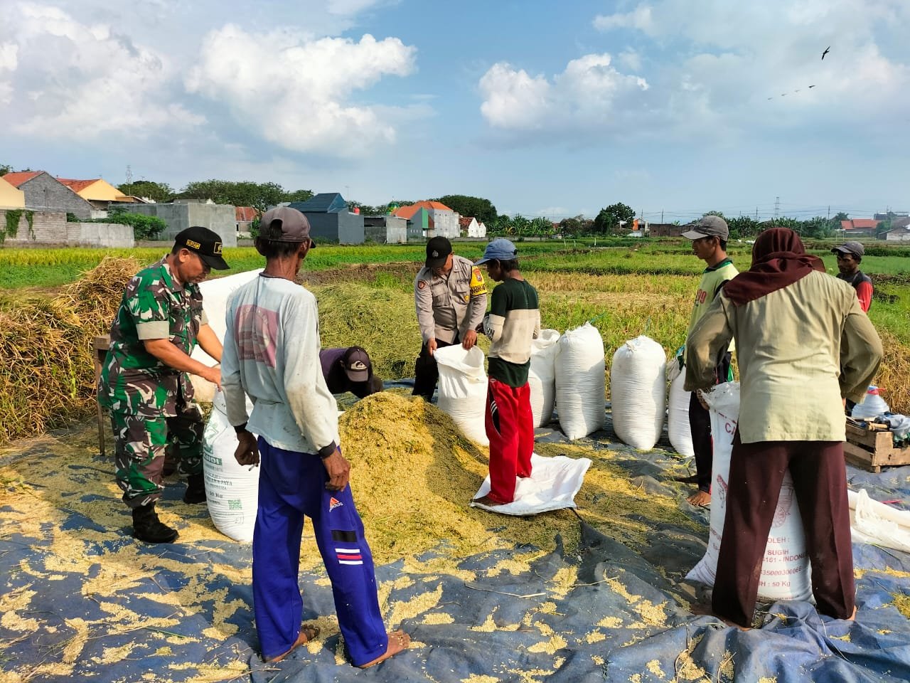 Kodim 0820/Probolinggo Melalui Jajarannya Dampingi Panen Padi
