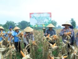 Polres Bangkalan Bersama 3 Pilar Panen Jagung Tahap Kedua