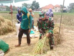 Babinsa Koramil Pakuniran Dampingi Panen Padi di Desa Gondosuli