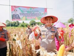 Gelorakan Swasembada Pangan, Kapolres Jember Panen Raya Jagung