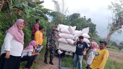 Babinsa Karangrejo Dampingi Panen dan Penyerapan Gabah Dukung Ketahanan Pangan