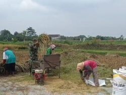 Kodim 0820/Probolinggo Dampingi Petani Panen Padi di Dringu