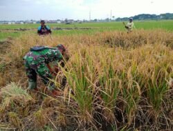 Babinsa Koramil Pajarakan Bantu Panen Padi Petani